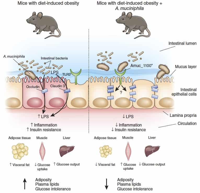 在老鼠身上顯示補充 A. muciniphila，可以得到多種促進健康的好處